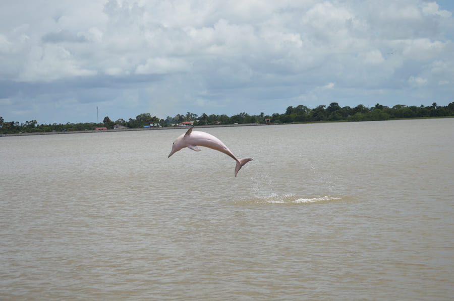 Excursión al atardecer y delfines