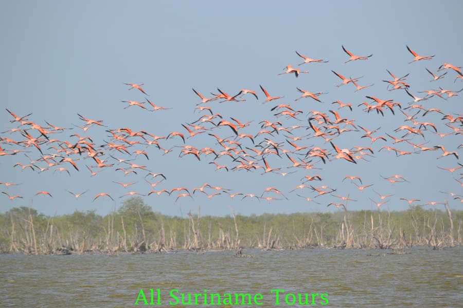 Nieuw Nickerie and Bigi Pan (overnight stay on the lake)