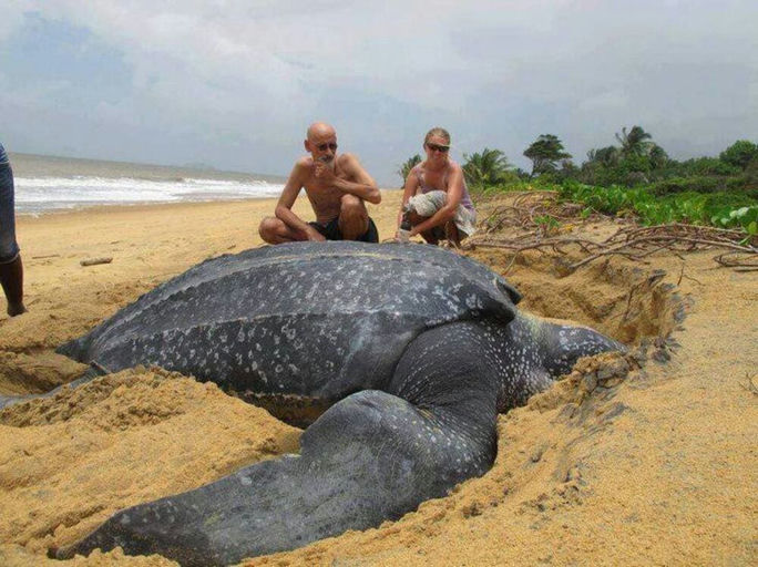 Galibi Strand & Frans Guyana (3 dagen)